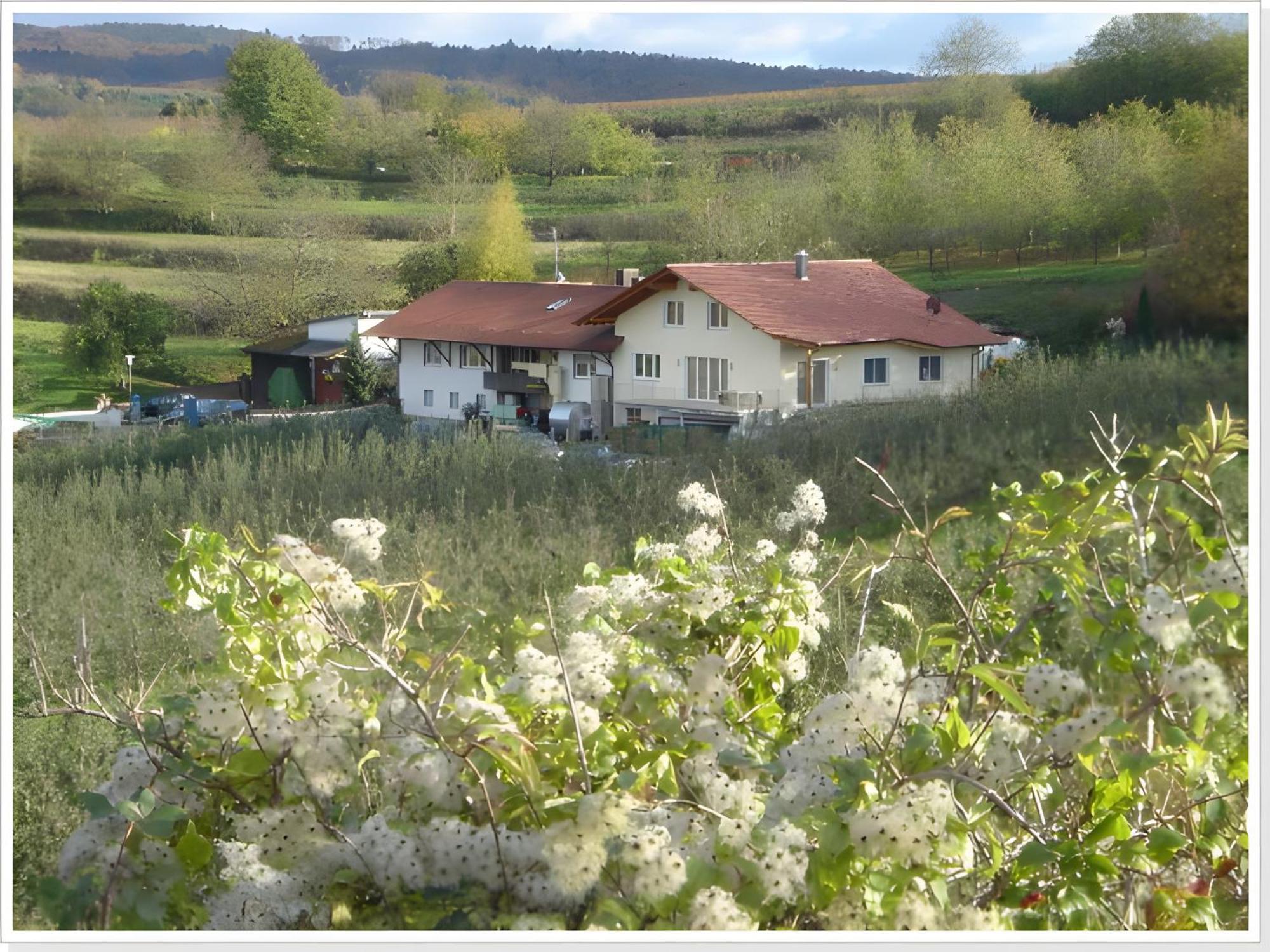 Weingut Ringwald Διαμέρισμα Herbolzheim Εξωτερικό φωτογραφία