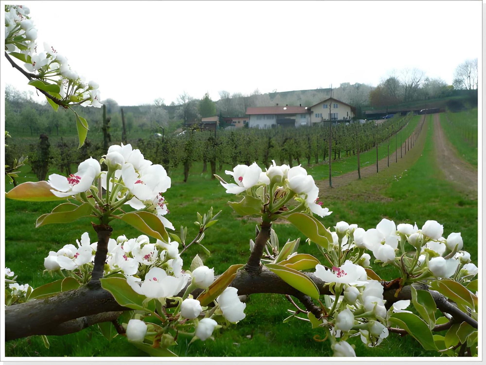 Weingut Ringwald Διαμέρισμα Herbolzheim Εξωτερικό φωτογραφία